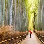 معرفی جنگل بامبو ژاپن