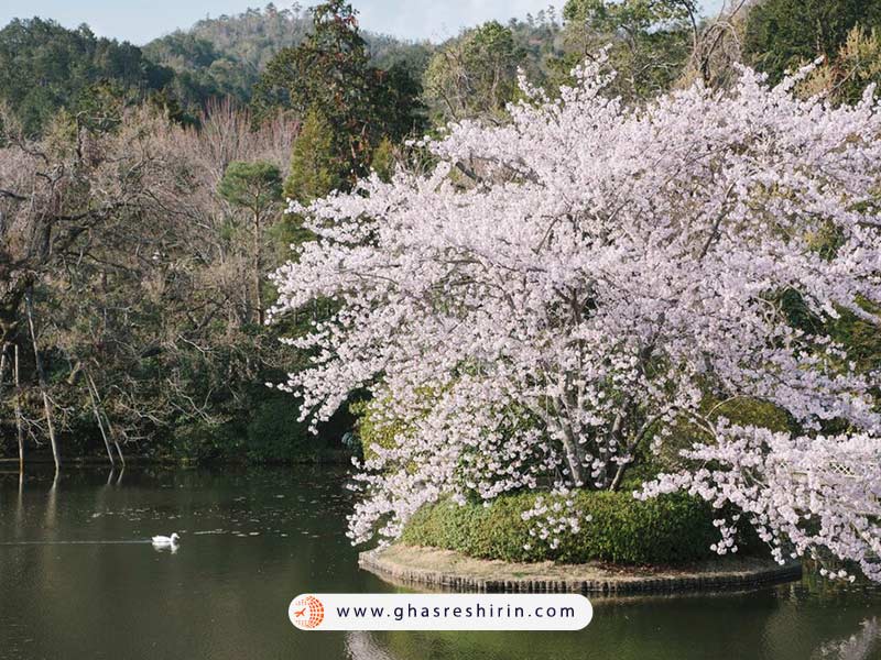 بهترین زمان بازدید باغ ملی شینجوکو گیوئن