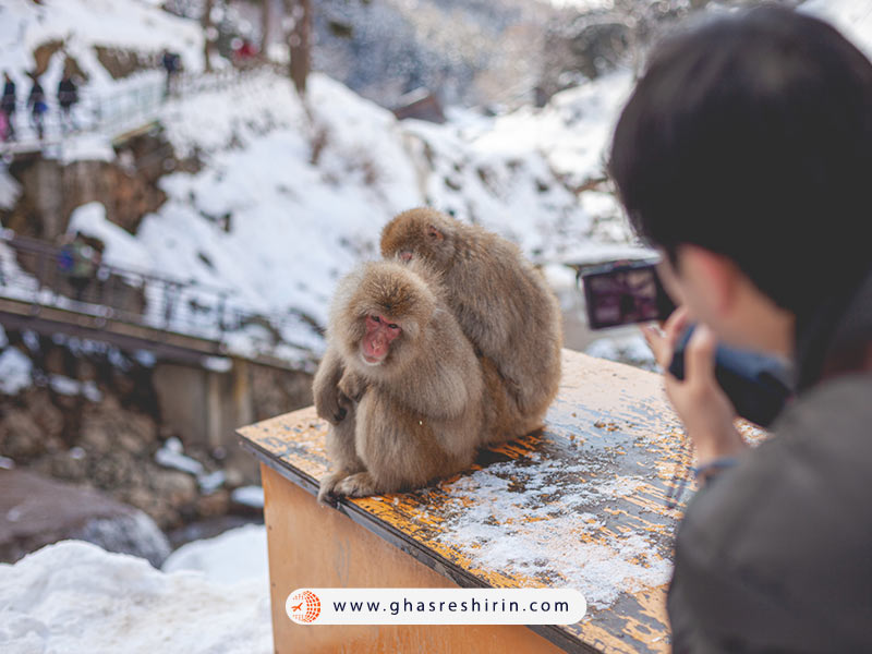 میمون های برفی